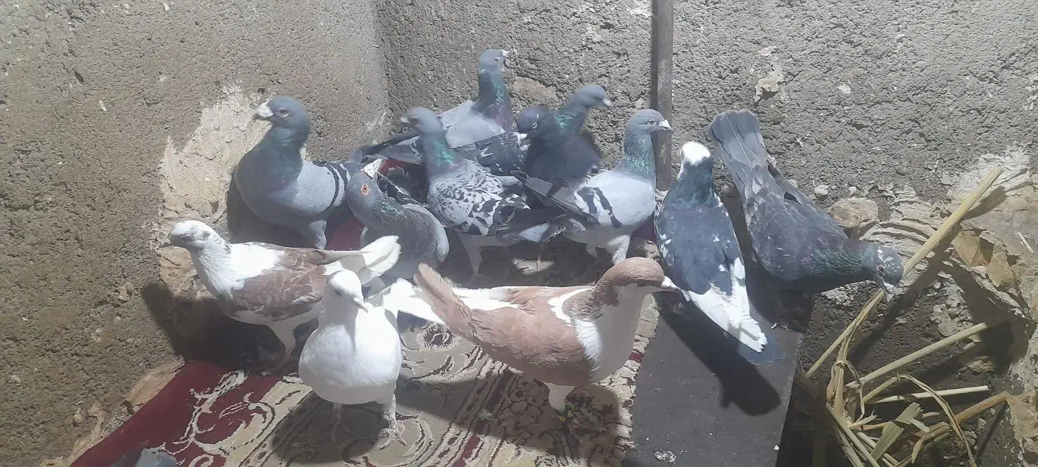 کفتر|پرنده|مشهد, تلگرد|دیوار