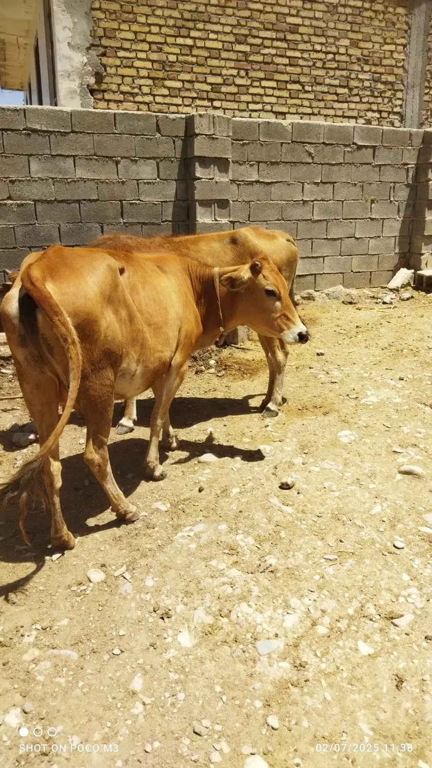 گاو  گوساله نر هر دو|حیوانات مزرعه|زمکان, |دیوار