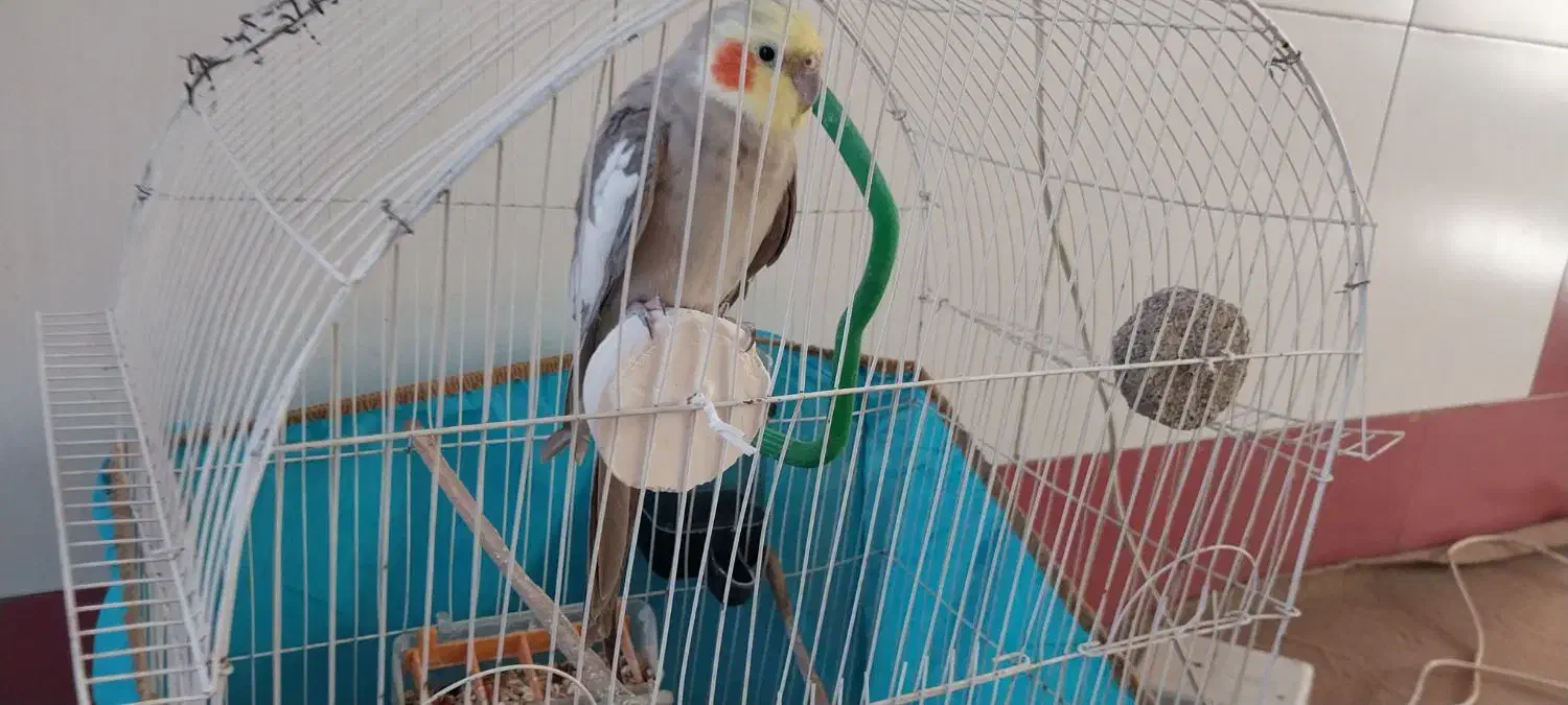 عروس هلندی|پرنده|اصفهان, پوریای ولی|دیوار