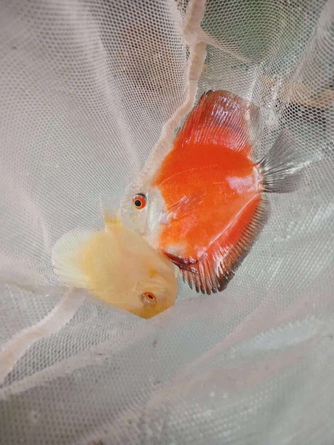 فروشگاه اکواریوم ولوازم وماهی زینتی پروفشنال دیسکس|ماهی|اصفهان, باغ فدک|دیوار