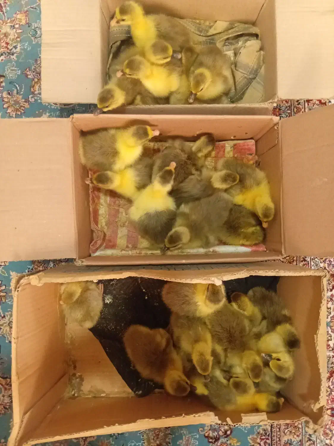 جوجه غاز|حیوانات مزرعه|گلوگاه بابل (گلیا), |دیوار