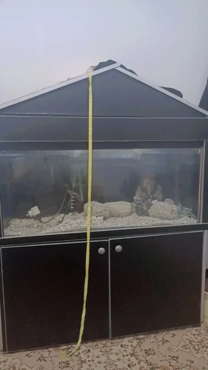 اکواریوم|ماهی|اردبیل, |دیوار