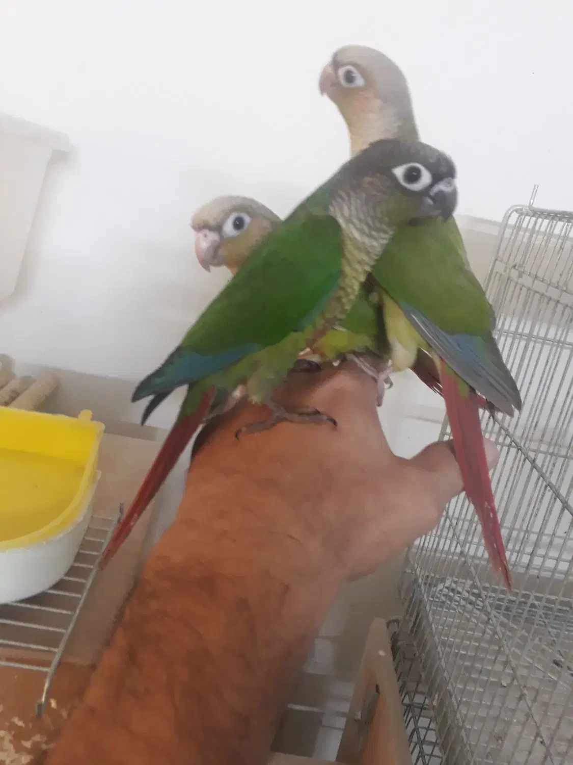 جوجه گیرینچک تازه دون خور شده رام|پرنده|ری, شهادت|دیوار