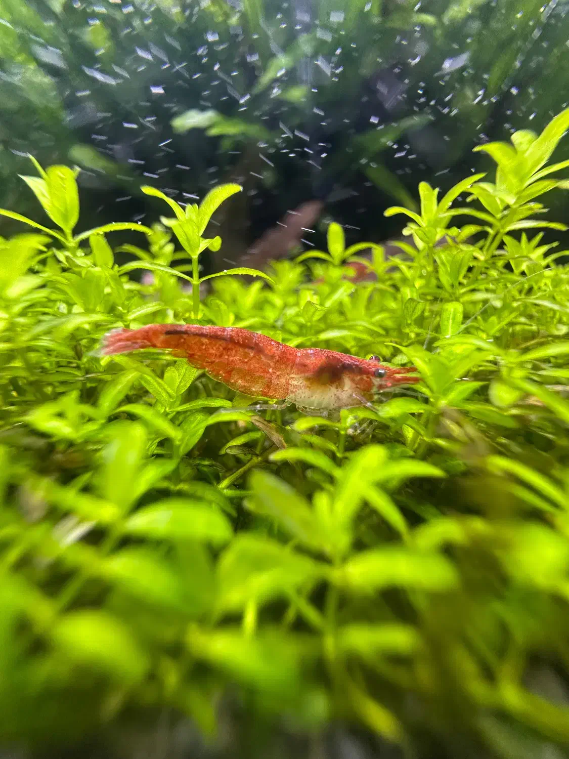 آکواریوم پلنت|ماهی|قم, نخودی|دیوار