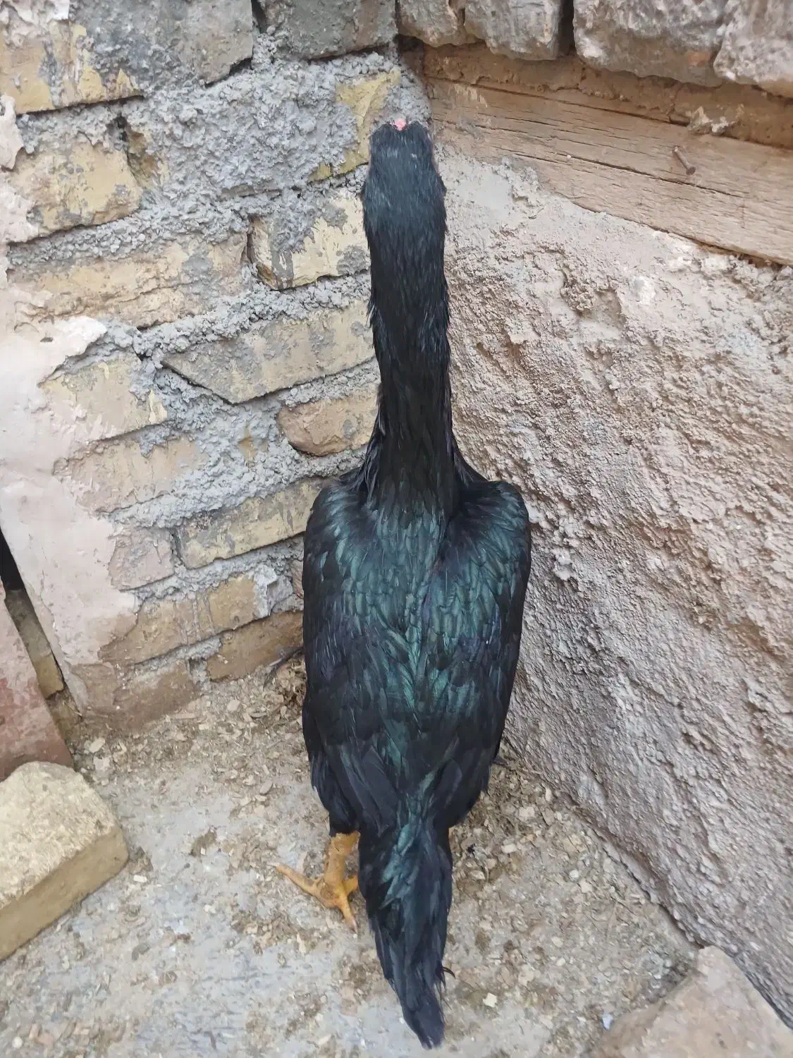 مرغ و خروس اوشامو آلمانی|حیوانات مزرعه|تهران, مخصوص|دیوار