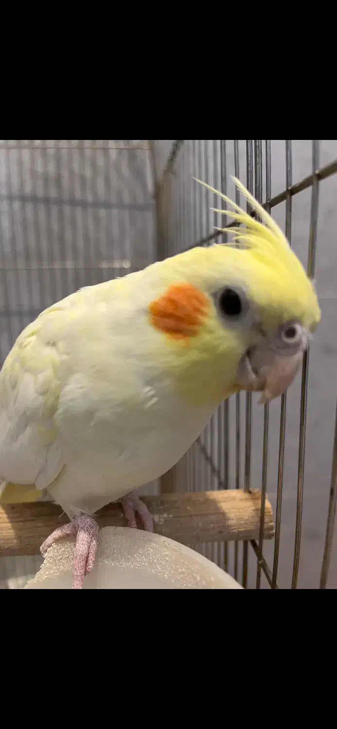 عروس هلندی جفت|پرنده|مرودشت, فاز دوم شهرک فرهنگیان|دیوار