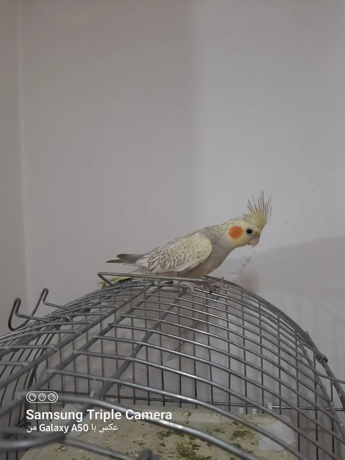 عروس هلندی ماده|پرنده|تهران, دستغیب|دیوار