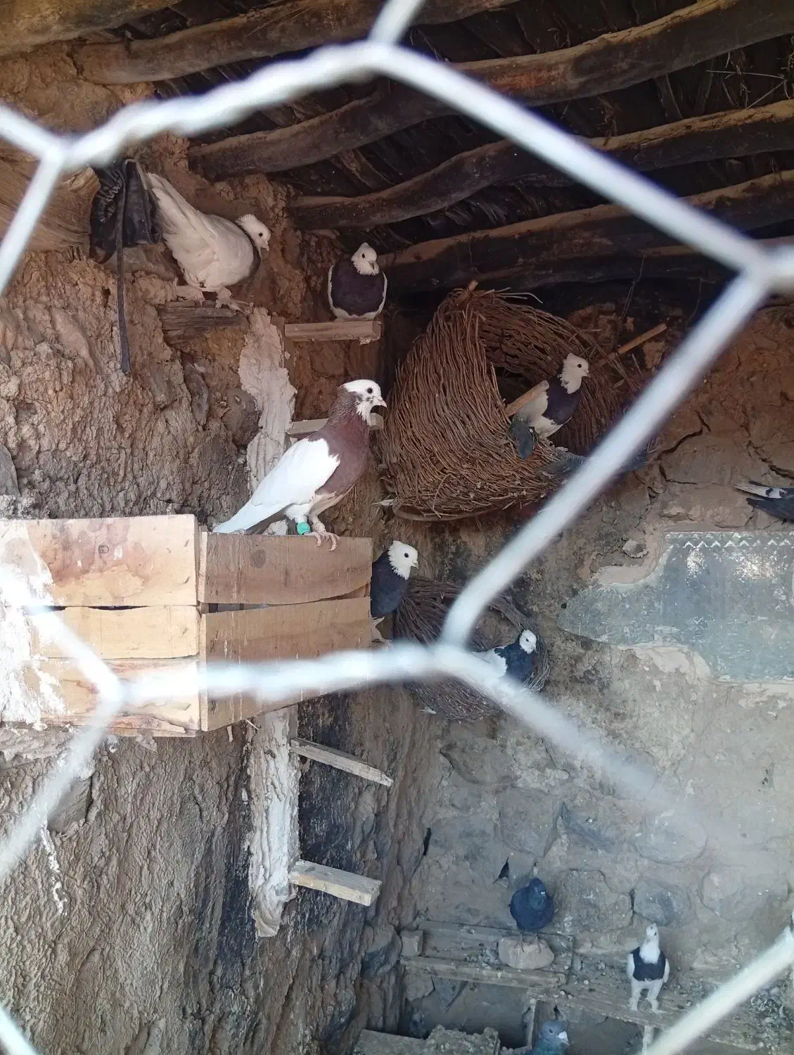 فروش کفتر طوقی تمیز|پرنده|رستاق, |دیوار