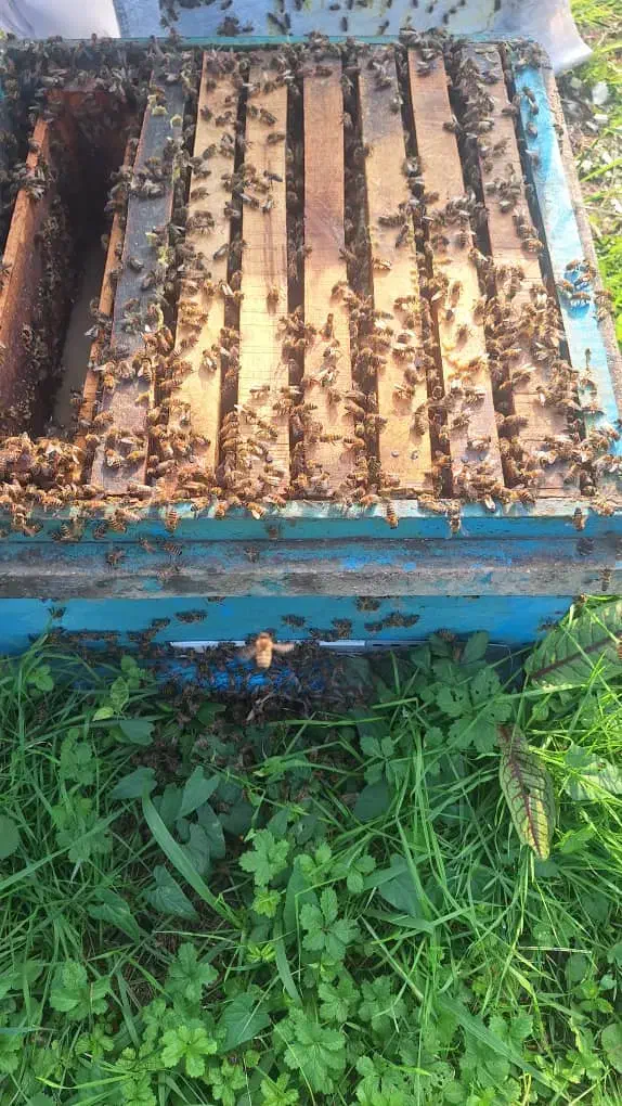 صد عدد زنبور|حیوانات مزرعه|چابکسر, |دیوار