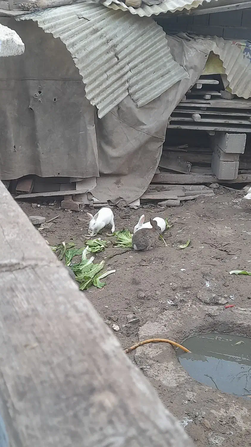 فروش خرگوش|موش و خرگوش|گنبد کاووس, |دیوار