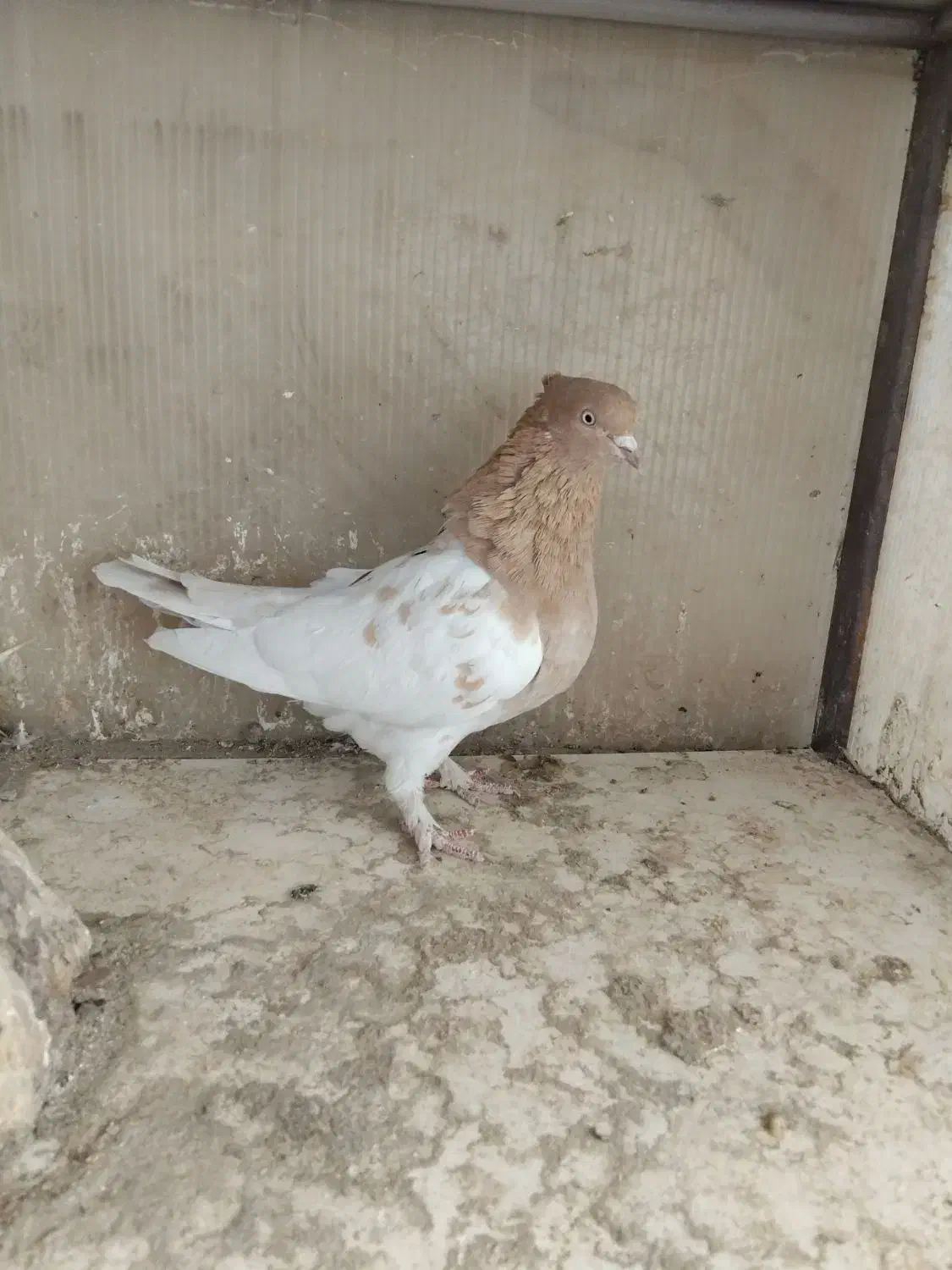 ماده بهئونی کله طوقی|پرنده|شیراز, شهرک صنعتی شیراز|دیوار