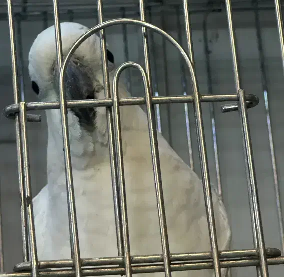 کاکادو تاج زرد گمشده|حیوانات|اهواز, کوروش|دیوار