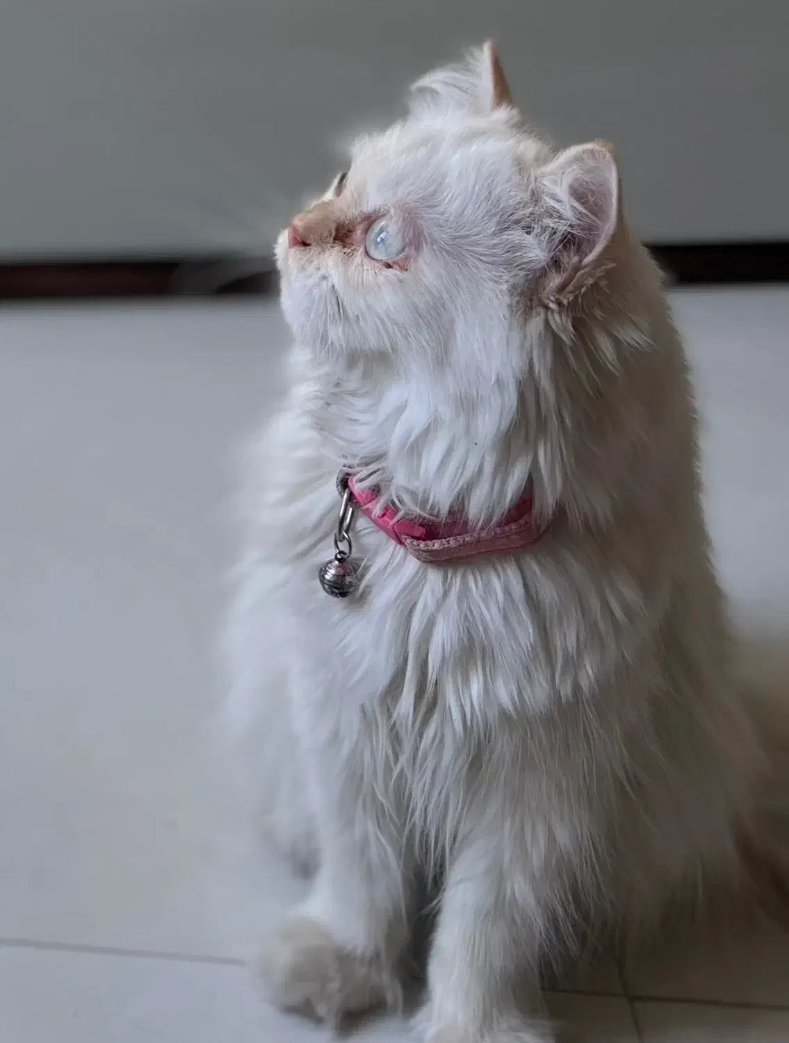 گربه پرشین بریتیش|گربه|مشهد, الهیه|دیوار