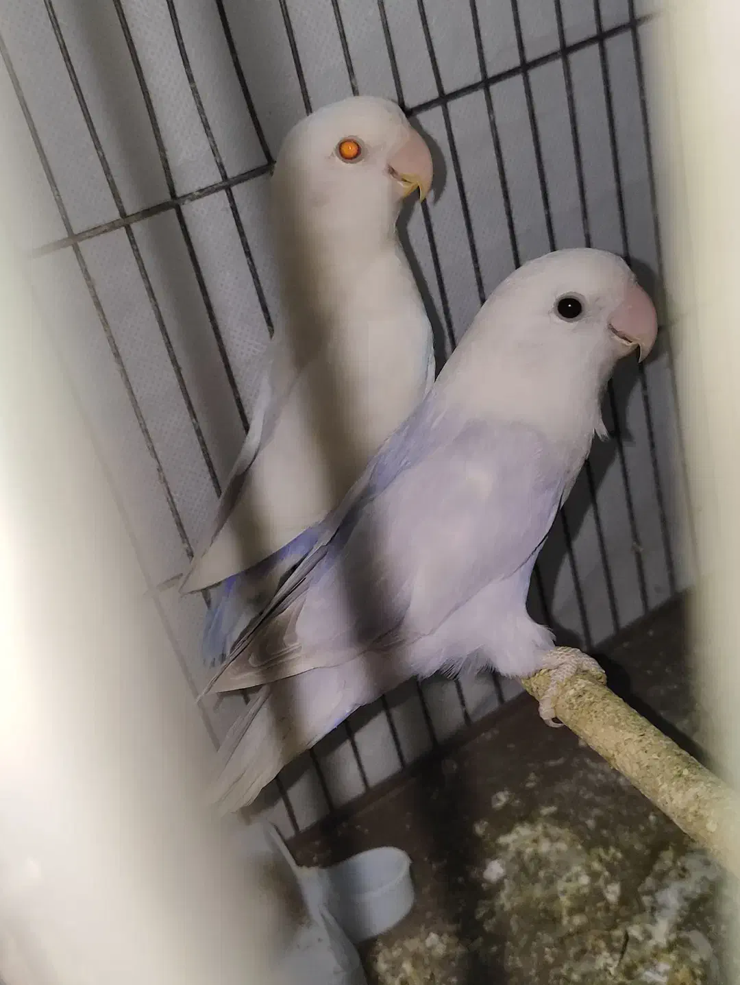 معاوضه یا فروش جفت طوطی فالو|پرنده|کرمان, |دیوار