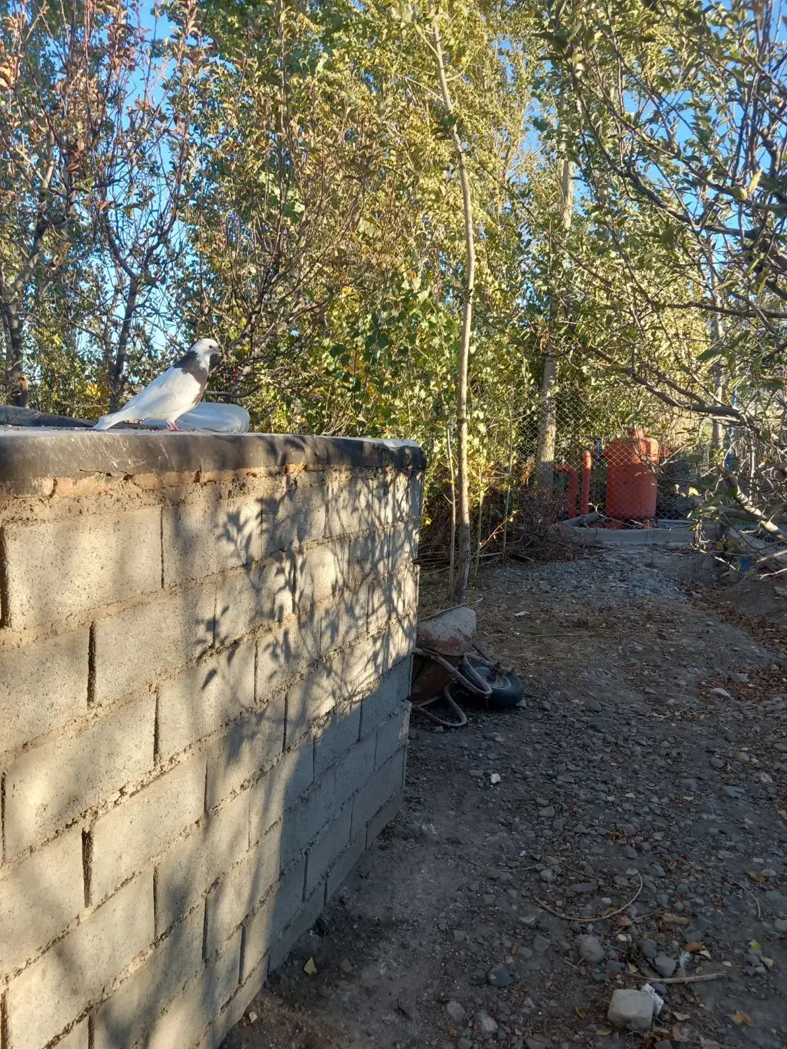 کبوترطوقی ماده|پرنده|اهر, |دیوار