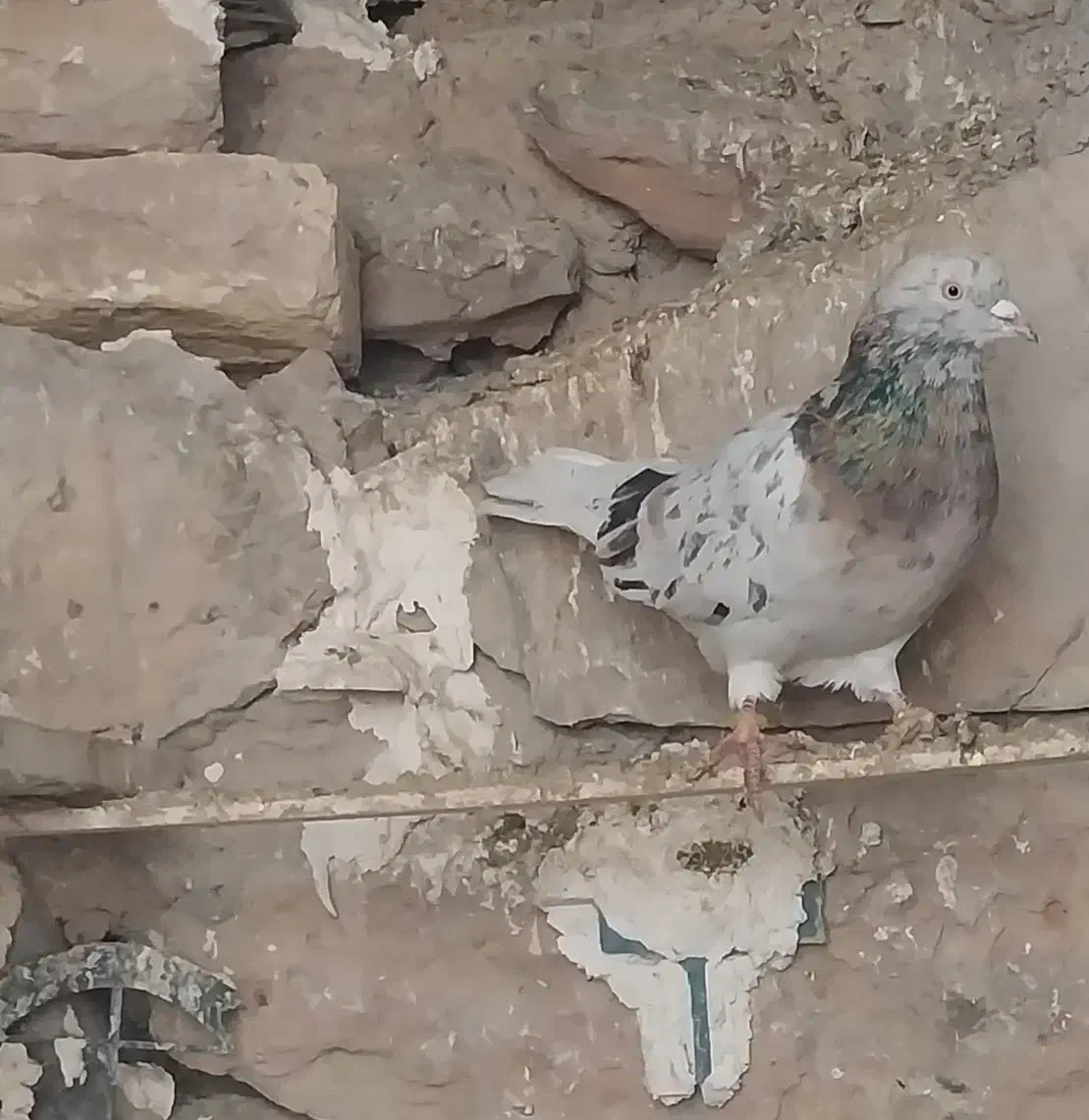 کبوتر سرور|حیوانات|ایجرود, |دیوار