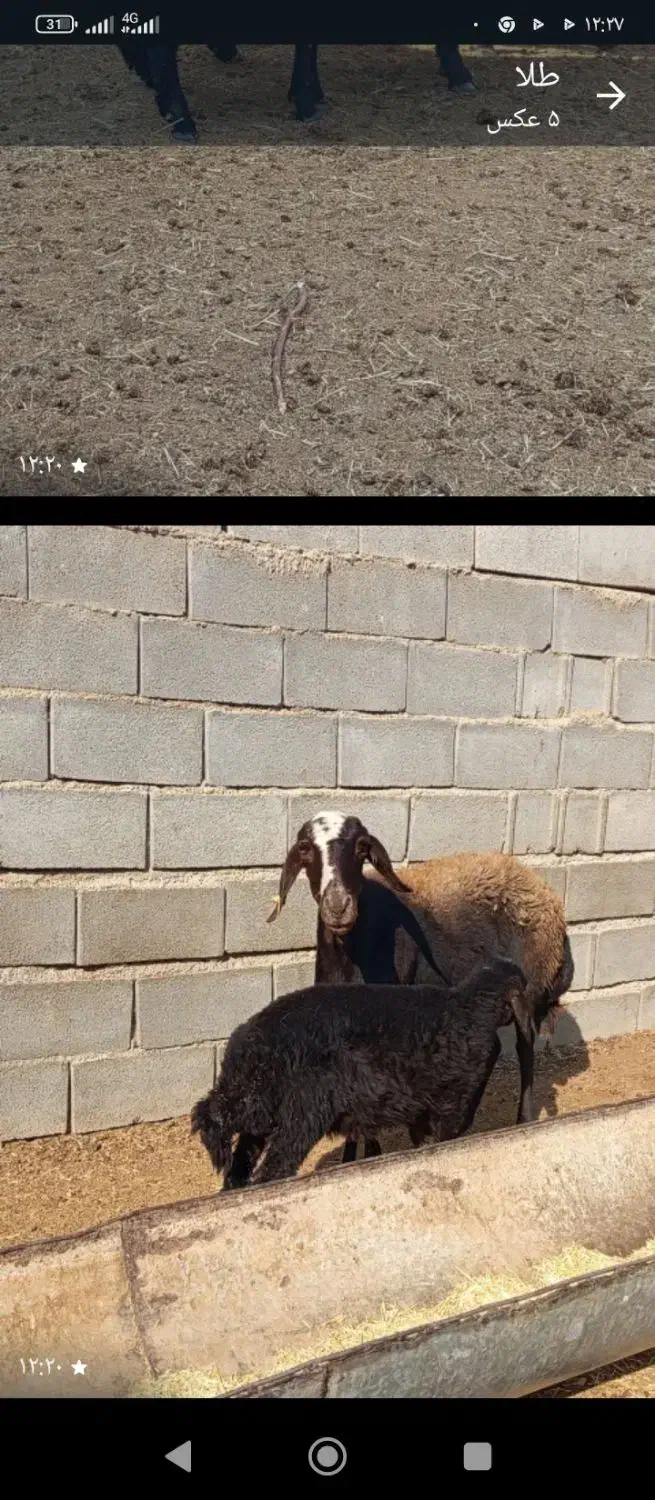 ۲راس میش شیشک بره بز|حیوانات مزرعه|شهرضا, |دیوار
