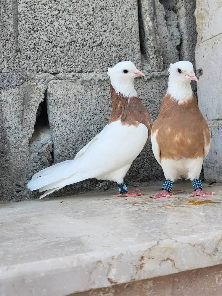 طوقی زرد خال سیاه|پرنده|خورموج, |دیوار