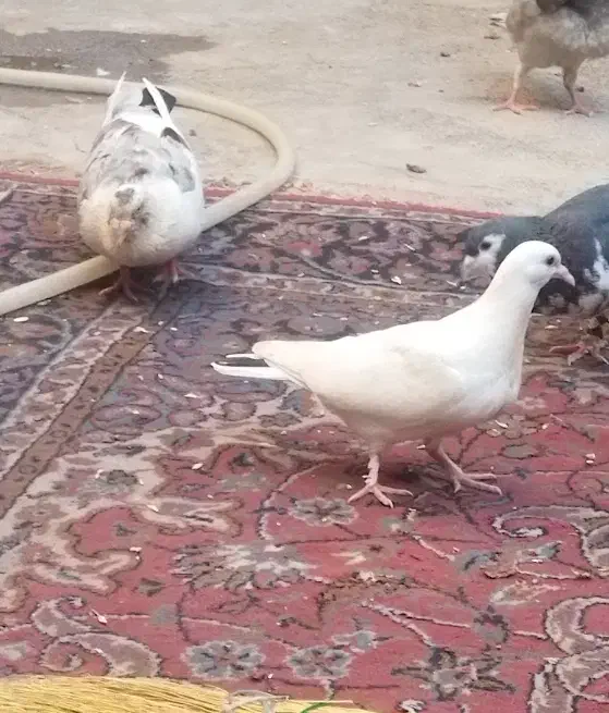 کفتر|پرنده|تربت جام, خیرآباد|دیوار