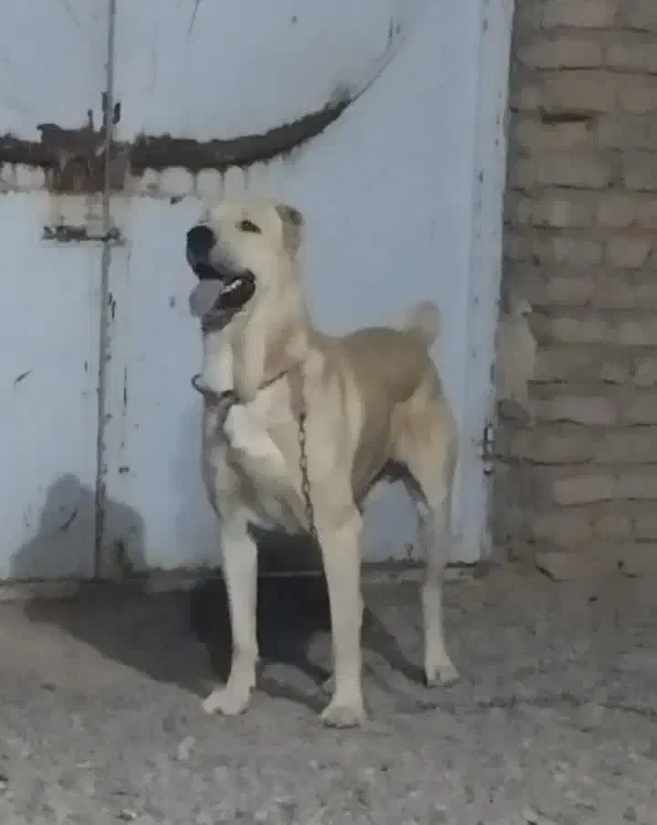 سگ افقان|سگ|بجنورد, |دیوار