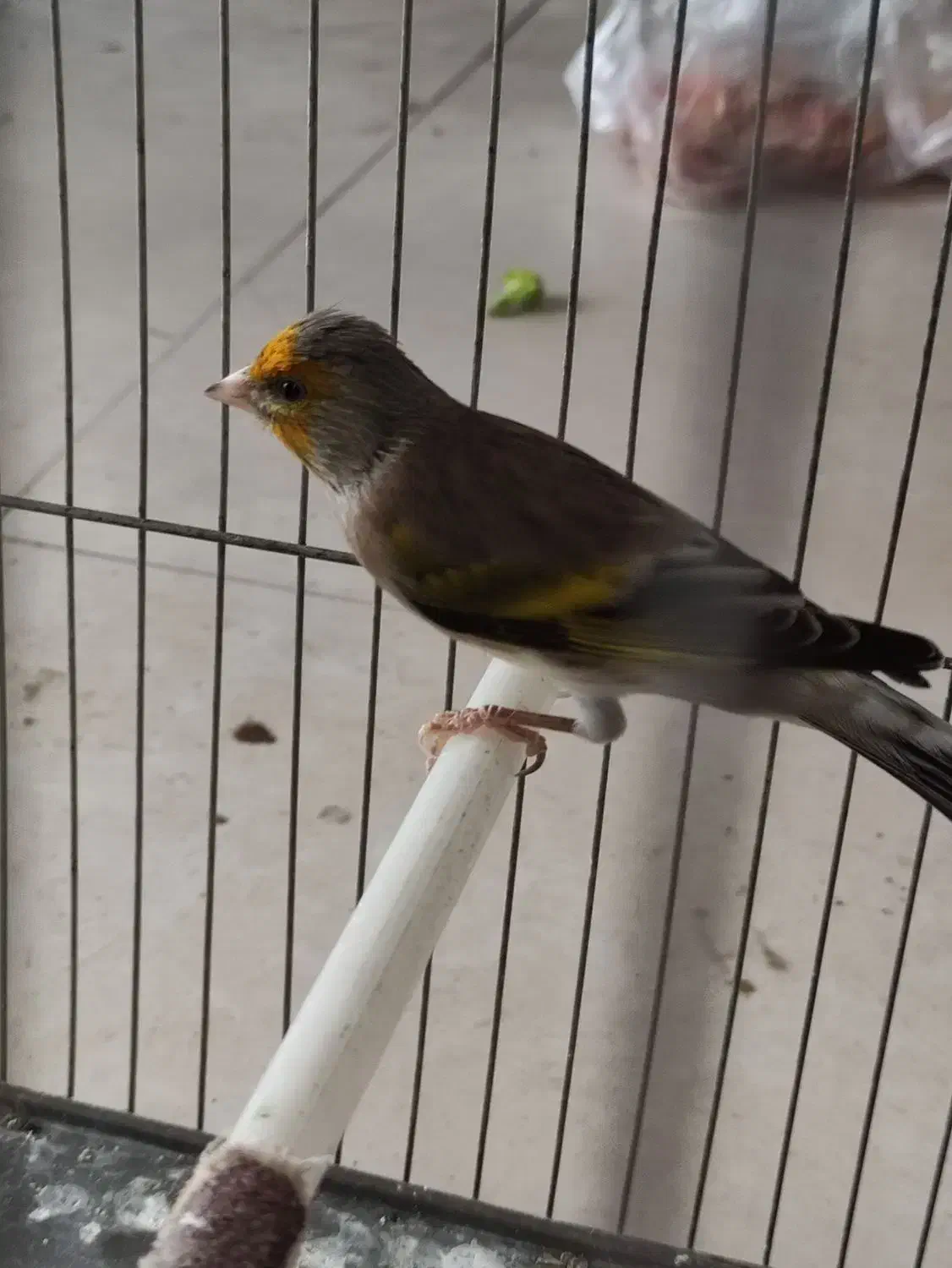 سهره قناری نر آبدانان|پرنده|ایلام, |دیوار