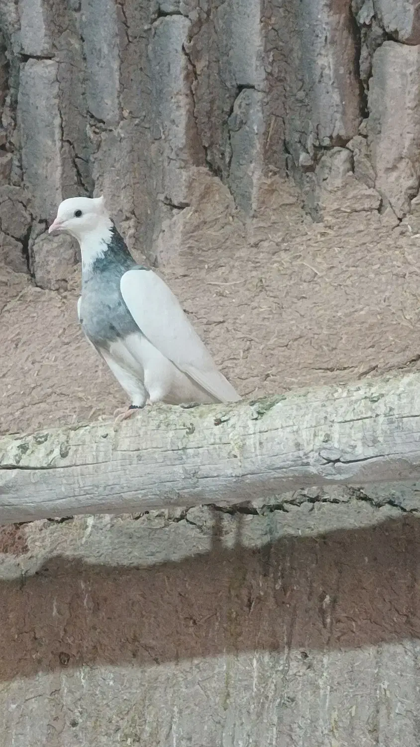 کبوتر طوقی|پرنده|میبد, |دیوار