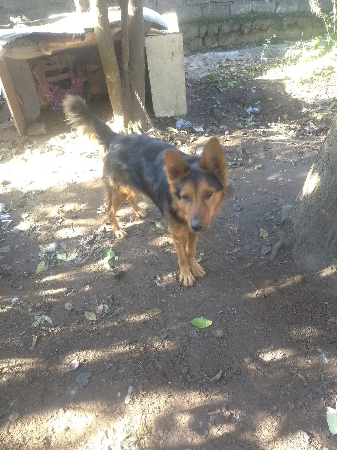 واگذاری سگ شولاین|سگ|لولمان, |دیوار