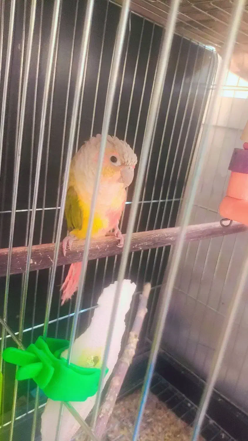 طوطی گرینچیک|پرنده|مهاباد (آذربایجان غربی), |دیوار