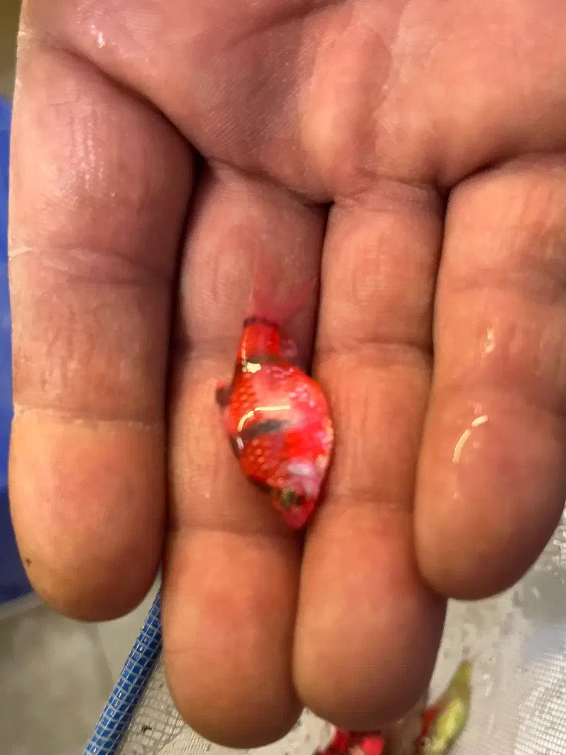 ماهی مولی گوپی تایگر|ماهی|مشهد, توس (بلوار توس)|دیوار