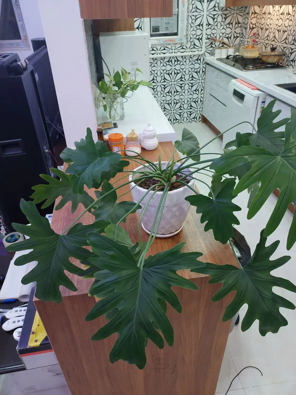 گل برگ انجیری|گل و گیاه طبیعی|پردیس, فاز ۹|دیوار