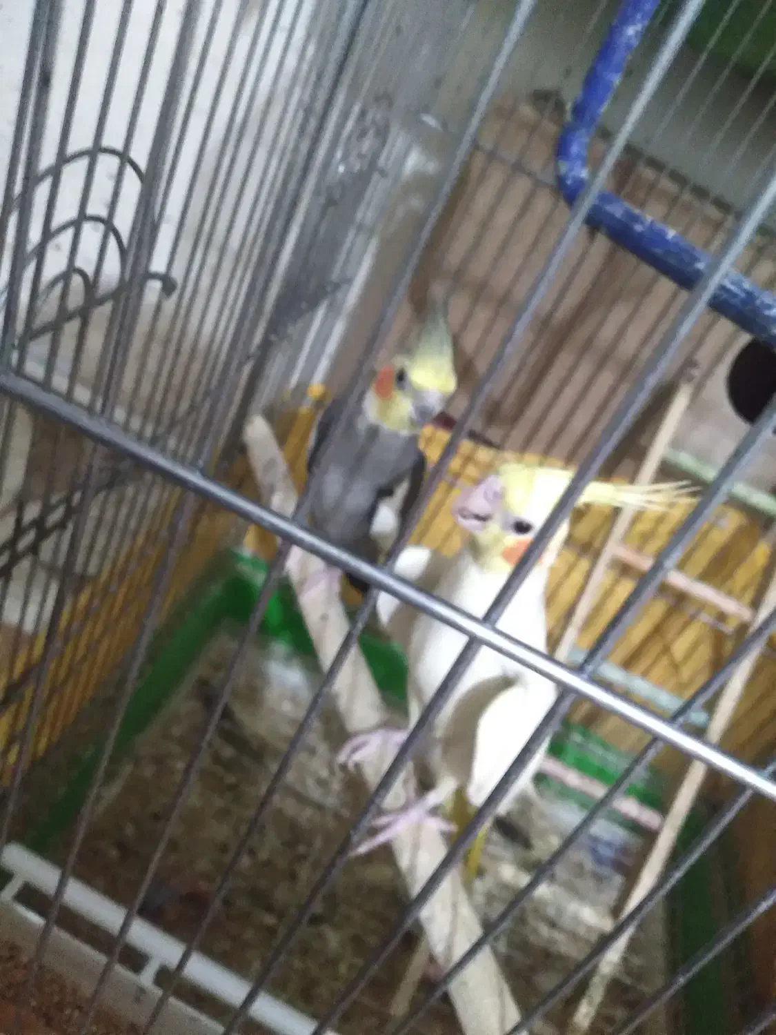 عروس هلندی|پرنده|قرچک, قشلاق جیتو|دیوار