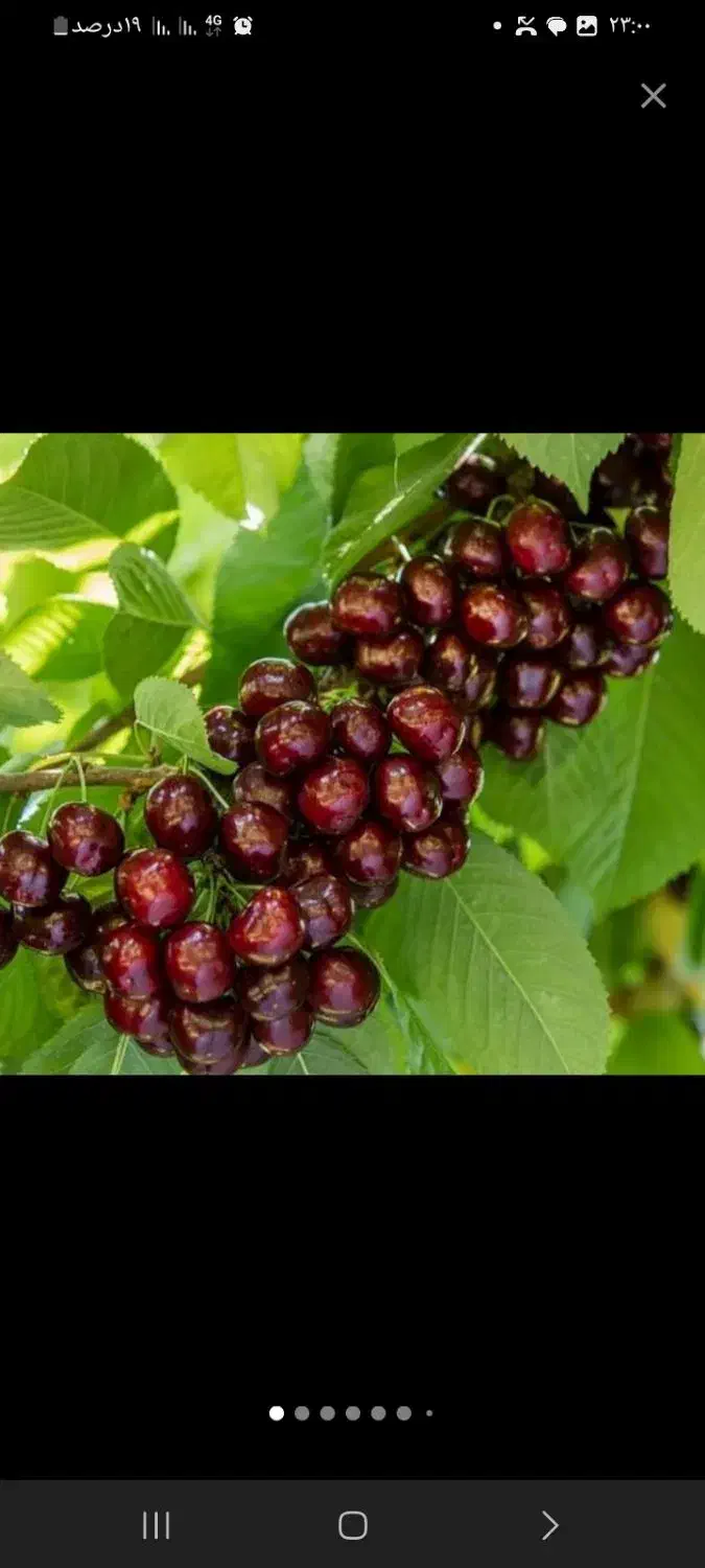 نهال خوشه ای ،درخت بینگ خوشه ای نهالستان در مشهد|خدمات باغبانی و درختکاری|مشهد, خواجه ربیع|دیوار