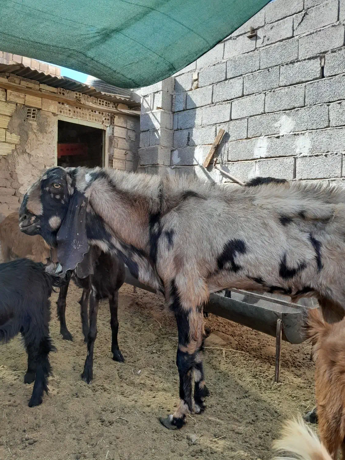 سلام دوعدد نری جوان وتیزران نژادسه قلو|حیوانات مزرعه|رفسنجان, |دیوار