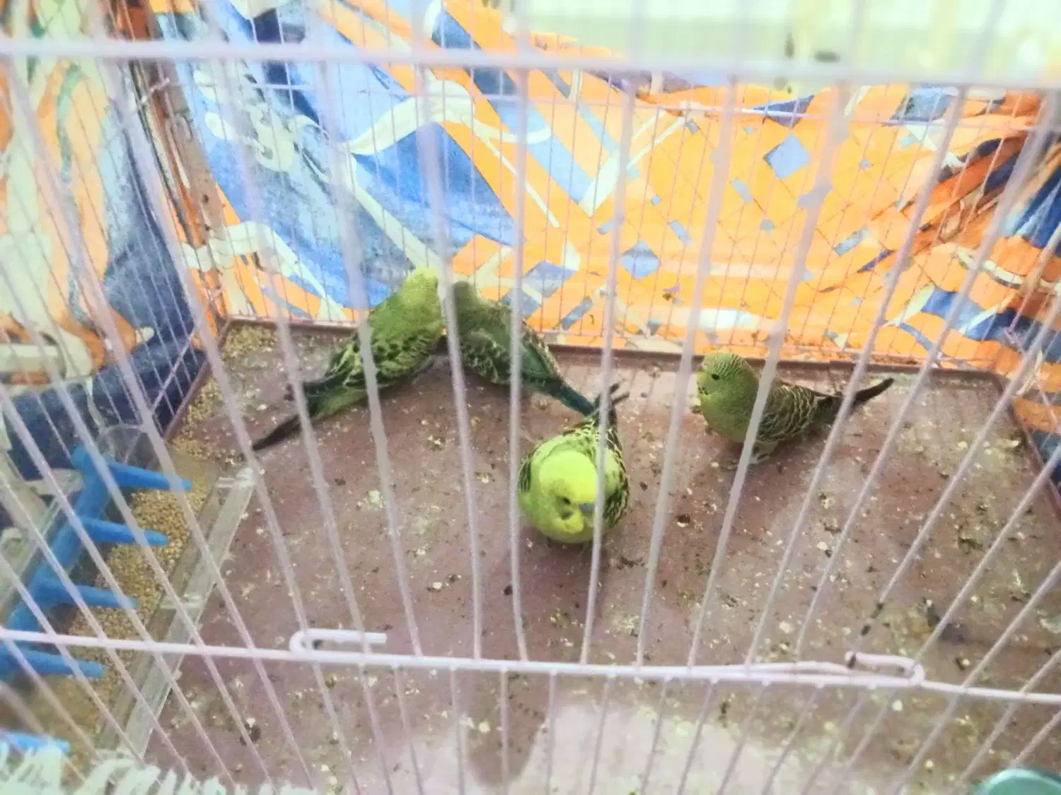 مرغ عشق|پرنده|کوهدشت, |دیوار