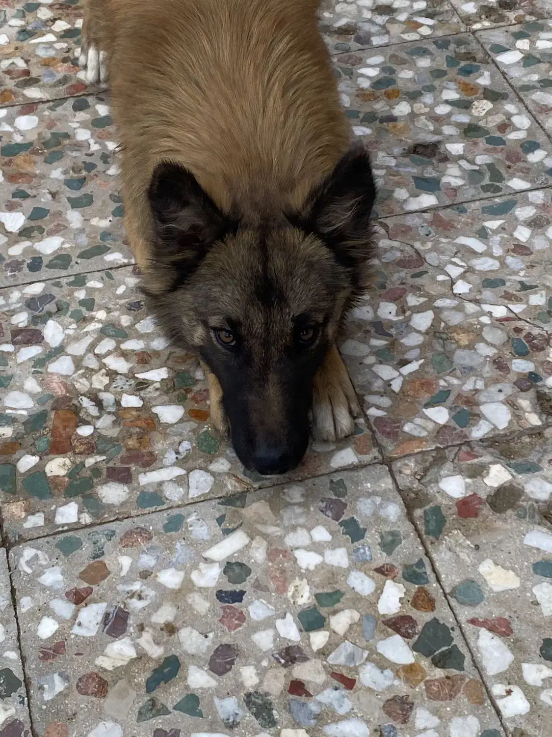 توله مالینیوز|سگ|مرودشت, بیست متری بیمارستان|دیوار