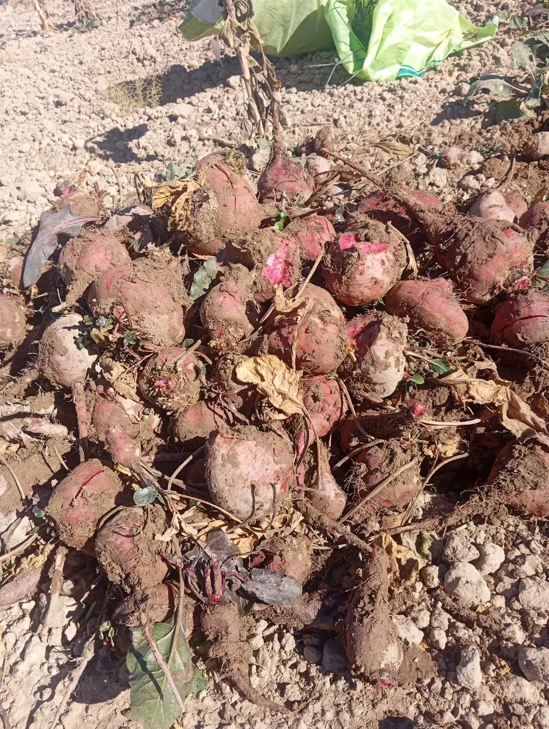 چقندر|خوردنی و آشامیدنی|فیروزه, |دیوار