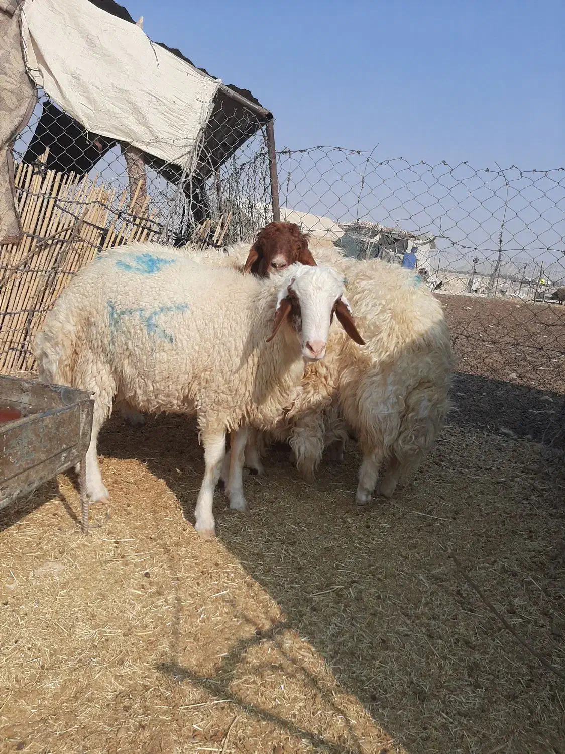 برەنر|حیوانات مزرعه|گچی, |دیوار