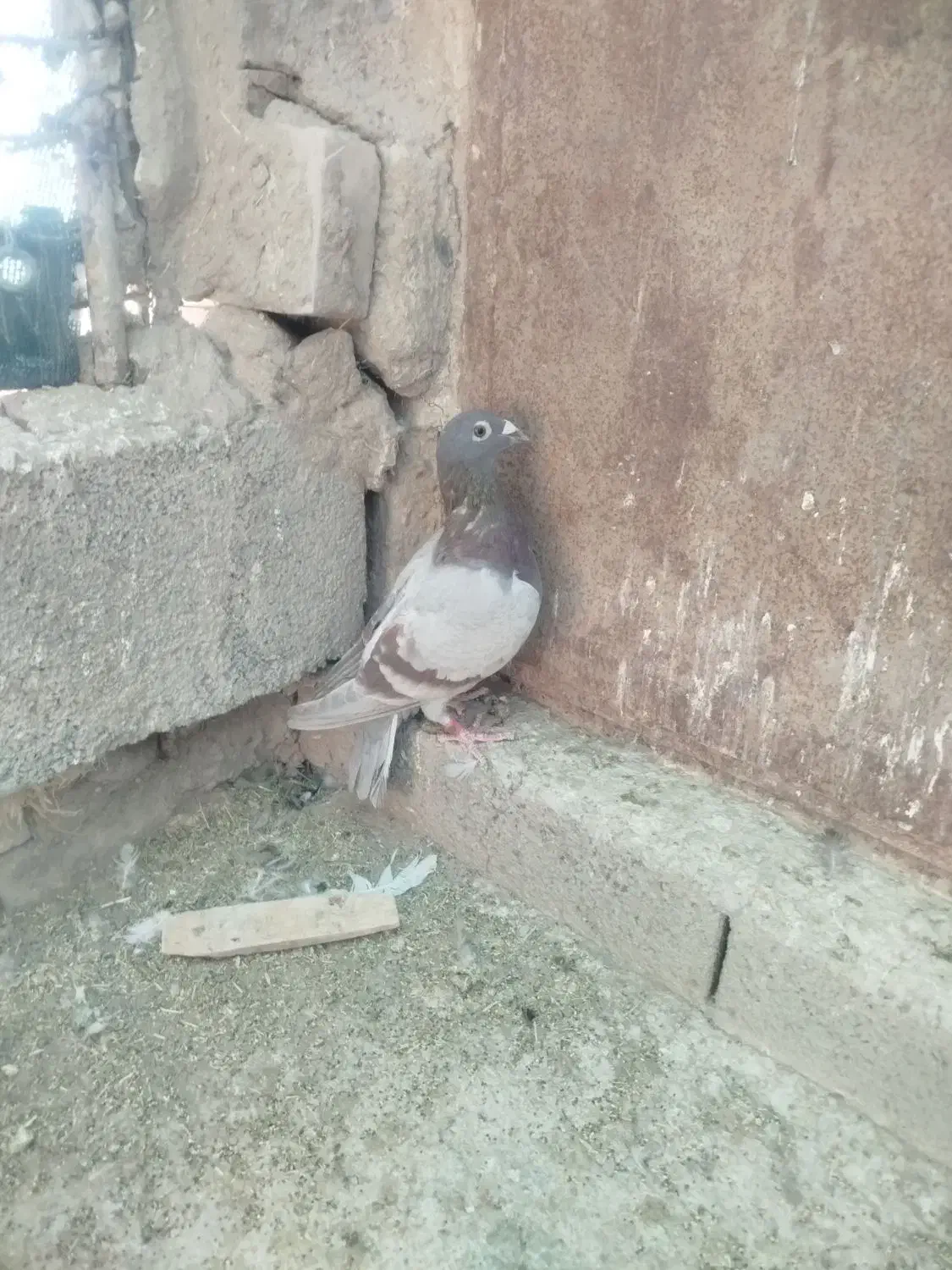 ماده لایه قوره ای|پرنده|بیرجند, |دیوار