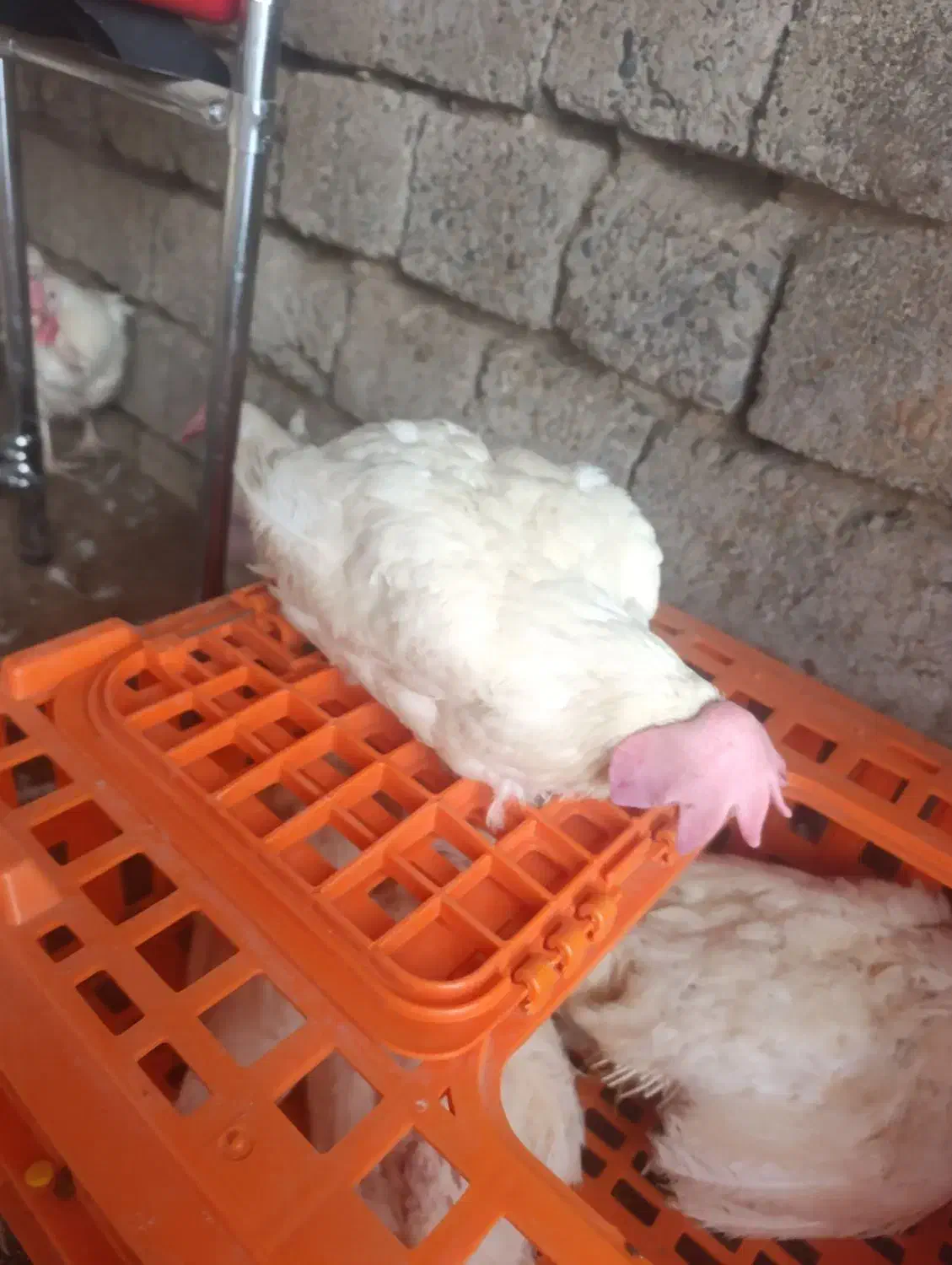 5عدد مرغ گوشتی|حیوانات مزرعه|نوشین شهر, |دیوار