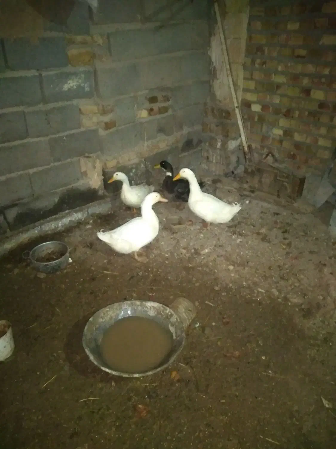 چهار تا اوردک جوان و چاق چاق|حیوانات مزرعه|تربت جام, جامرود|دیوار