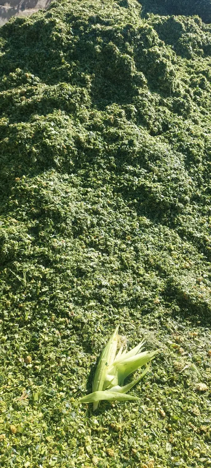 ذرت علوفه دامی کیلو ۴۵۰۰|عمده‌فروشی|هلالی, |دیوار