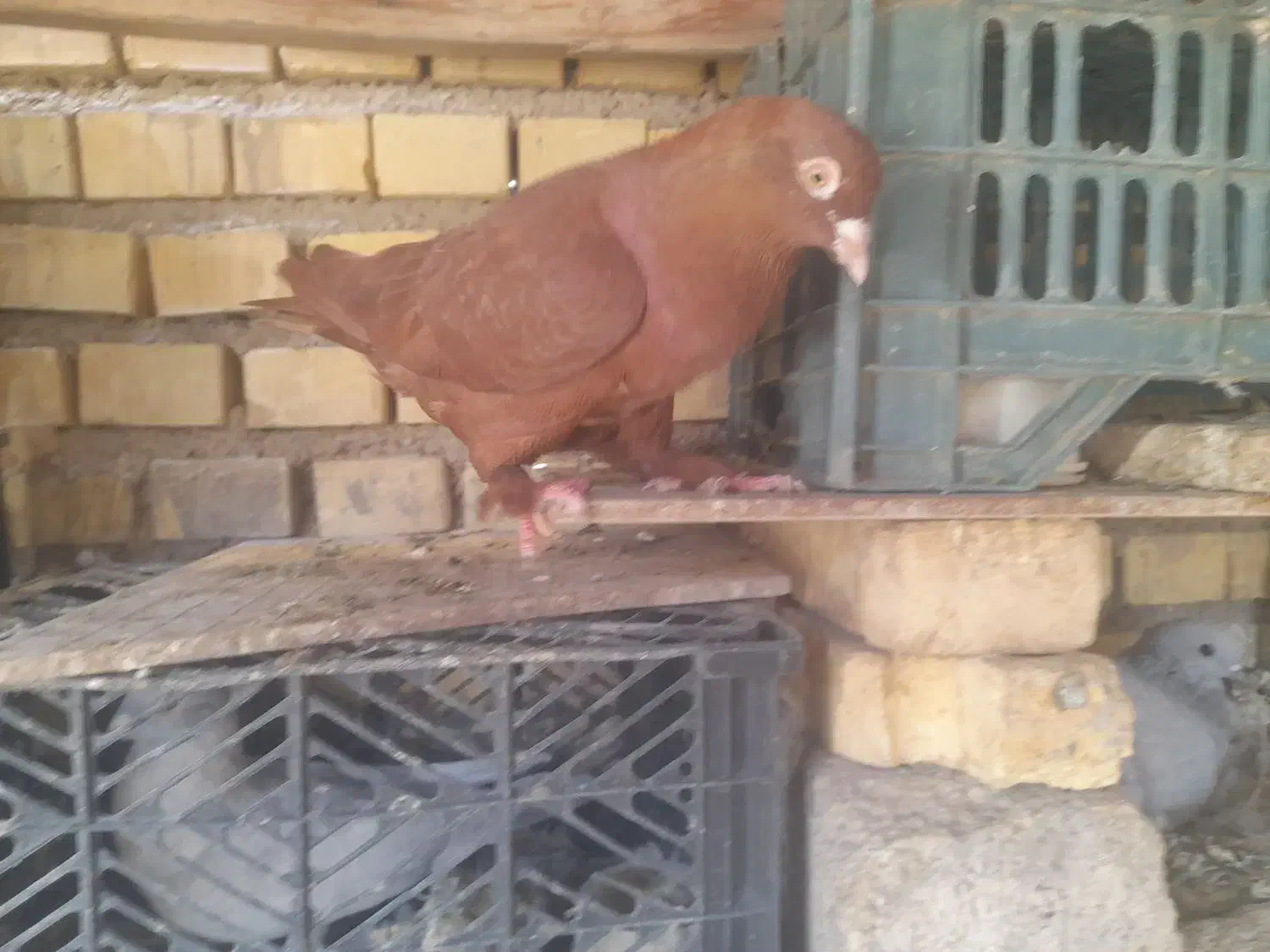 فروش کبوترسری ۱۵۰ تومان|پرنده|خرمشهر, |دیوار