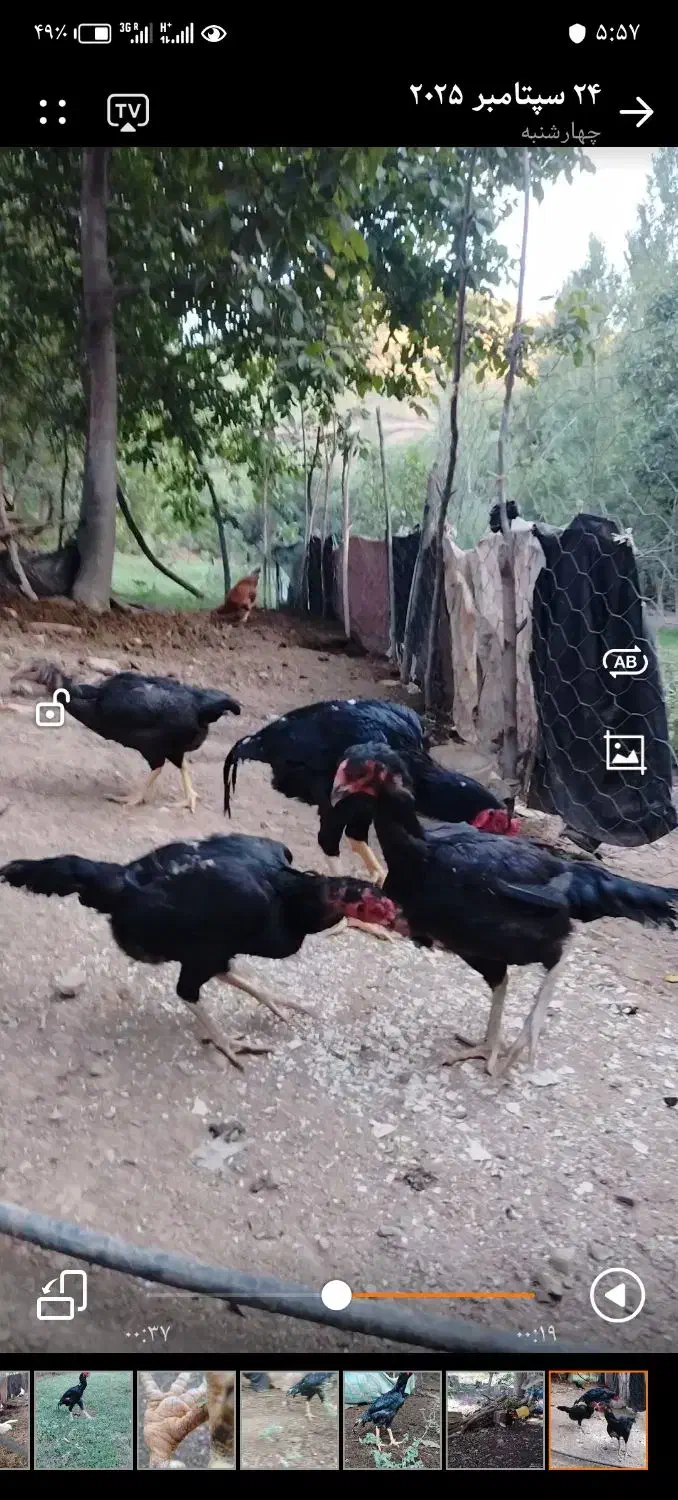 4مرغ 1خروس|حیوانات مزرعه|سردشت, |دیوار