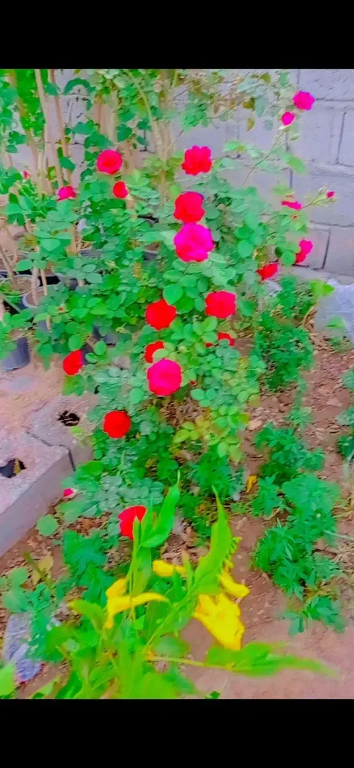 انواع نهال و گل باغچه ای|گل و گیاه طبیعی|بم, |دیوار