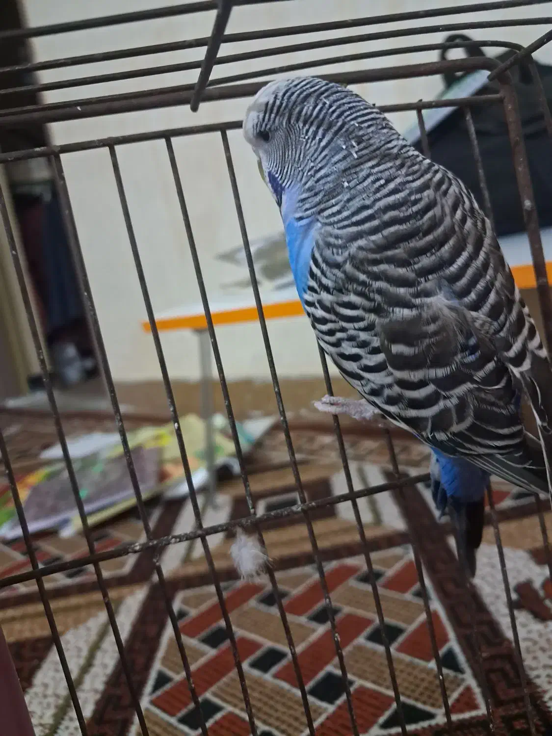 مرغ عشق انگلیسی نر|پرنده|ایذه, |دیوار