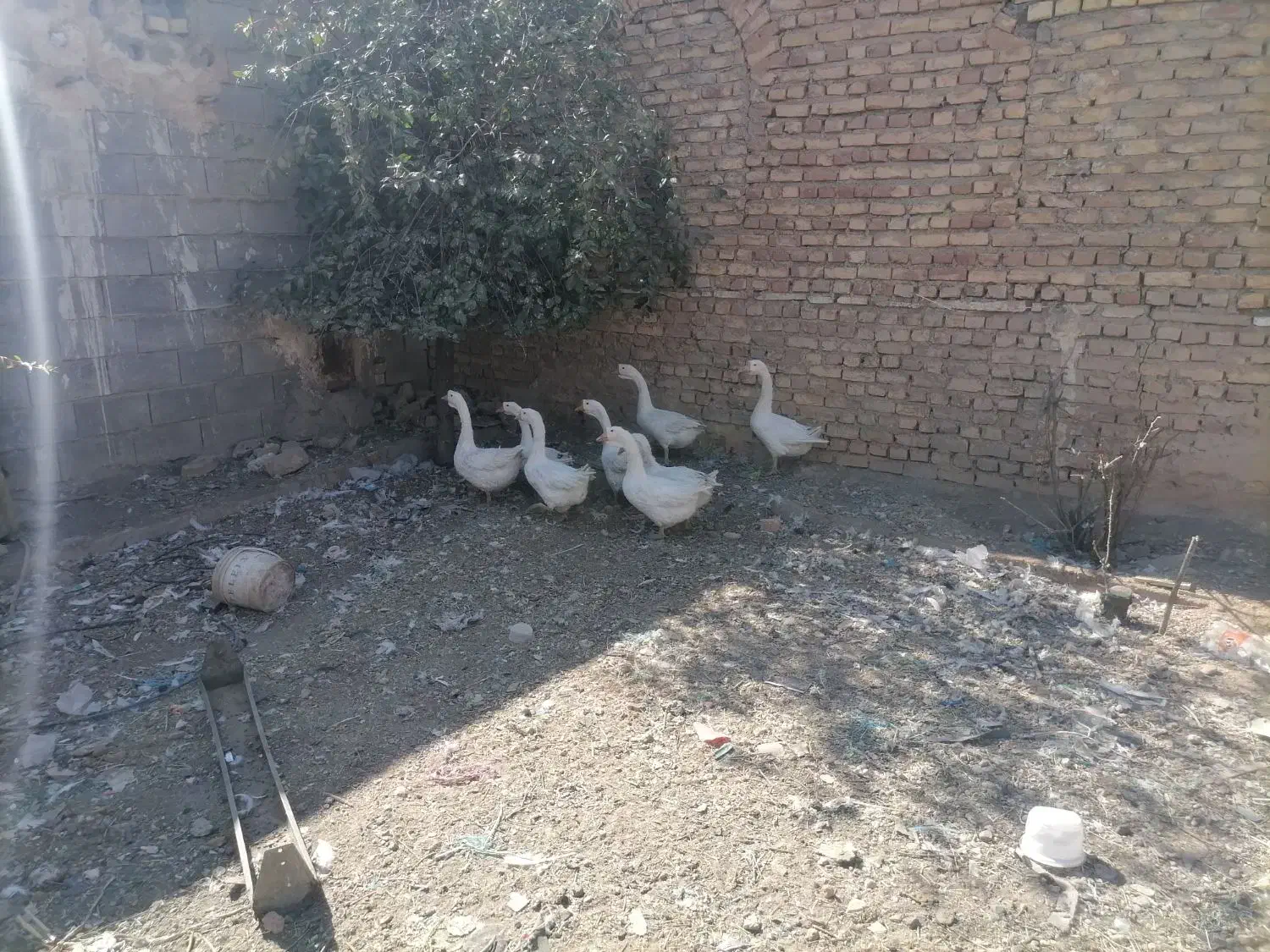 قو غاز جوان|حیوانات مزرعه|خمین, |دیوار