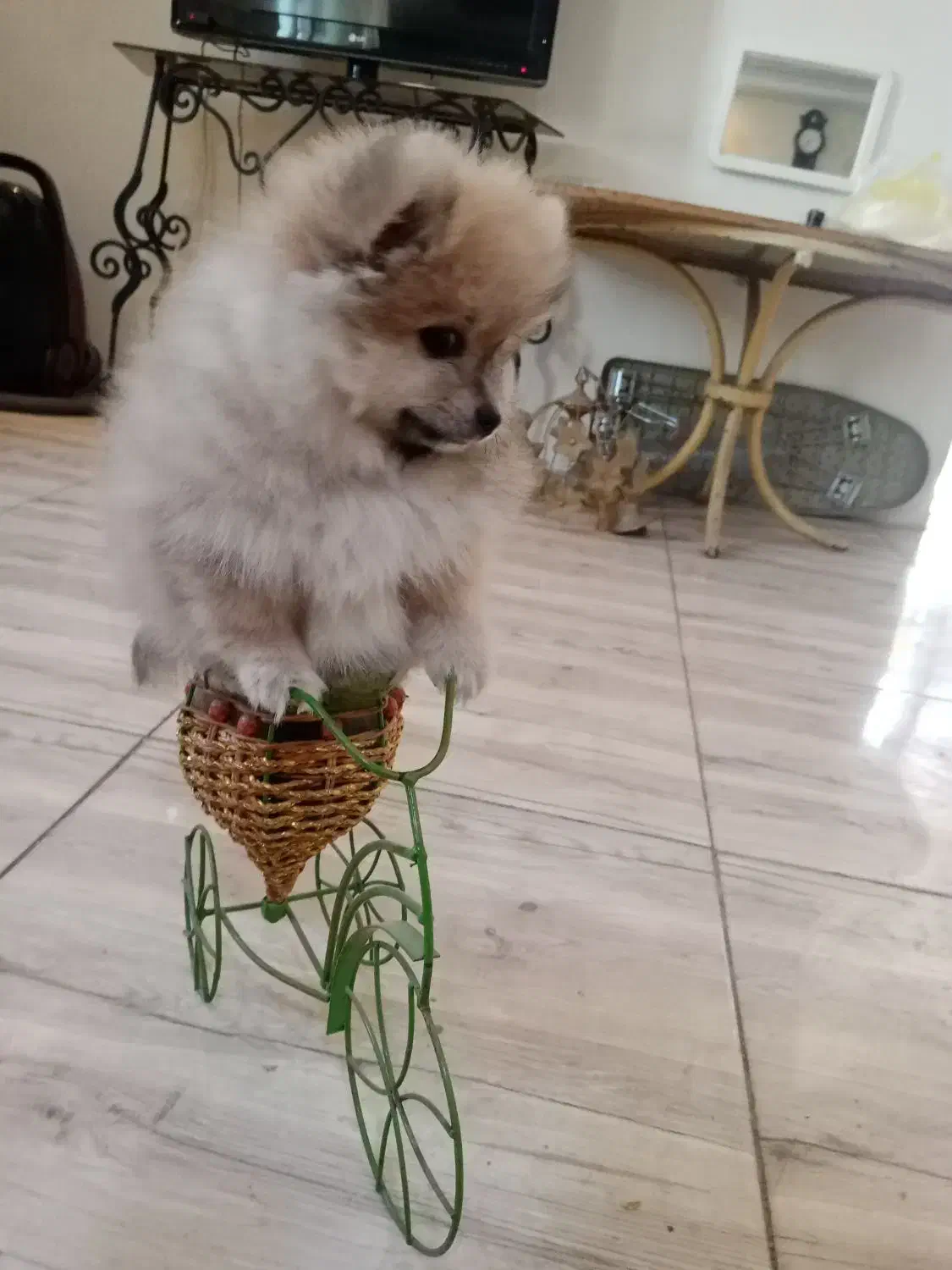 سگ پامرانین پامرماده|سگ|تهران, صادقیه|دیوار