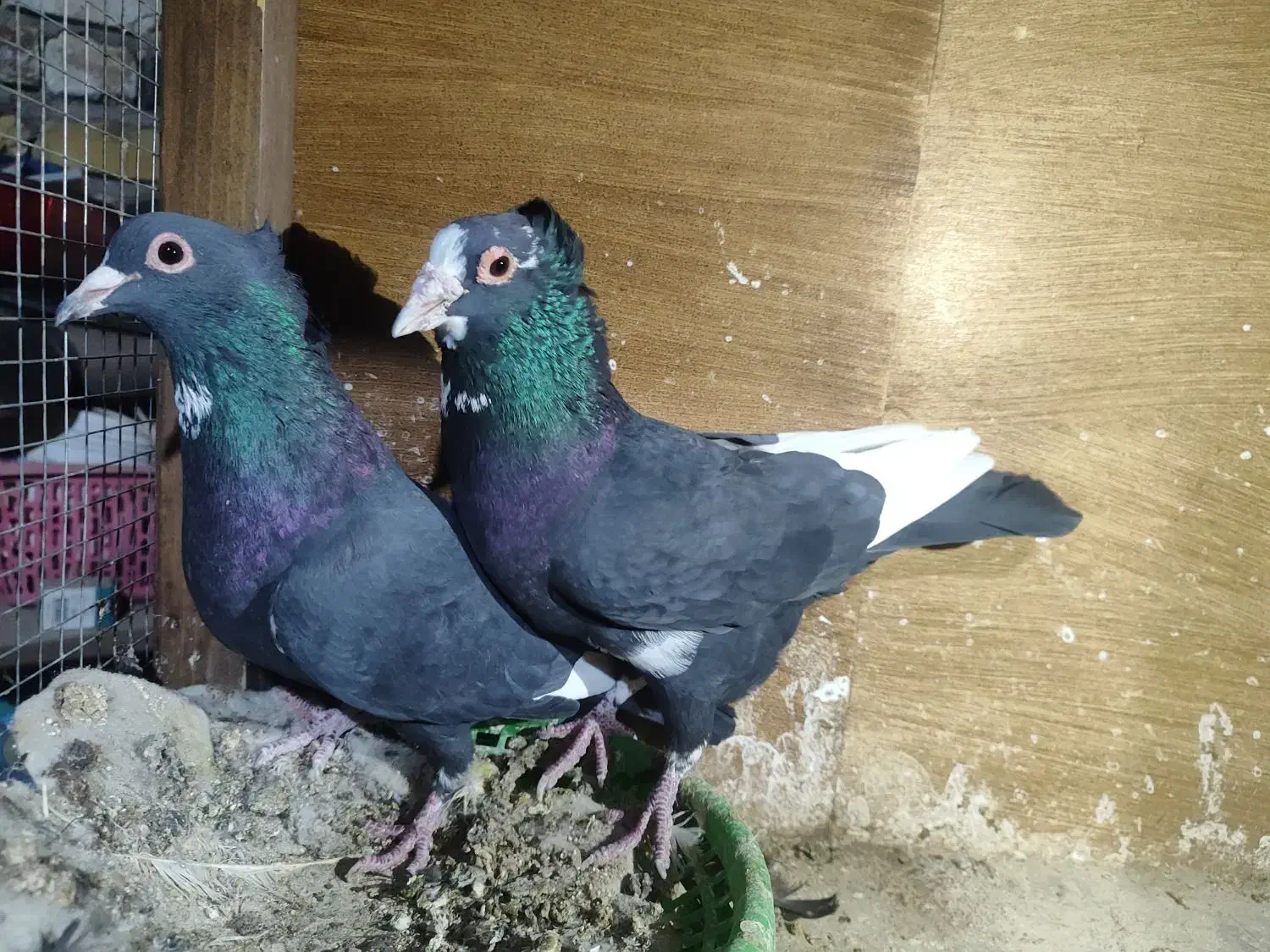 جفت پلنگ کلایی|حیوانات|رفسنجان, |دیوار