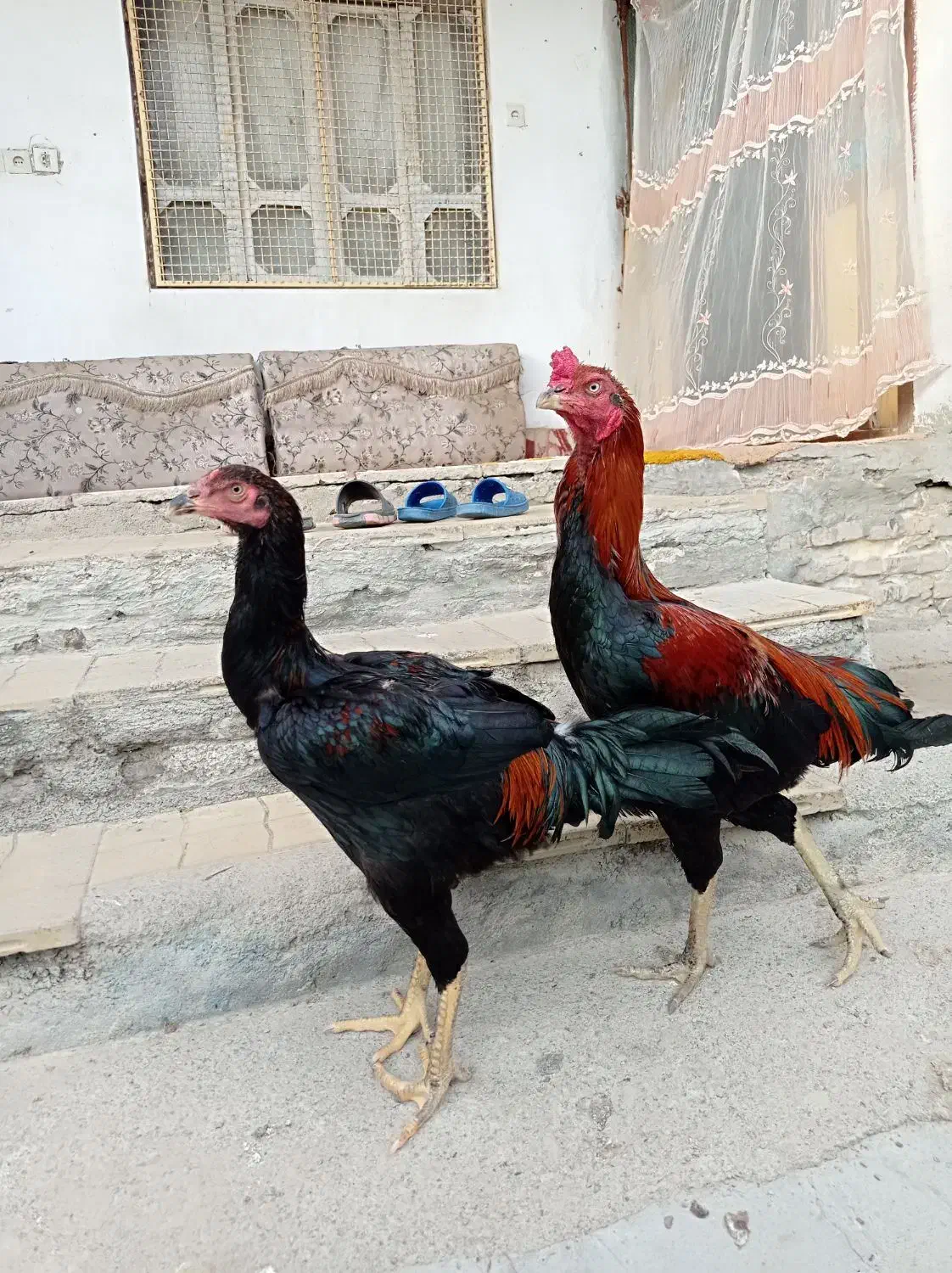 برهما اصل و لاری اصل افقان|حیوانات مزرعه|بندر ترکمن, |دیوار