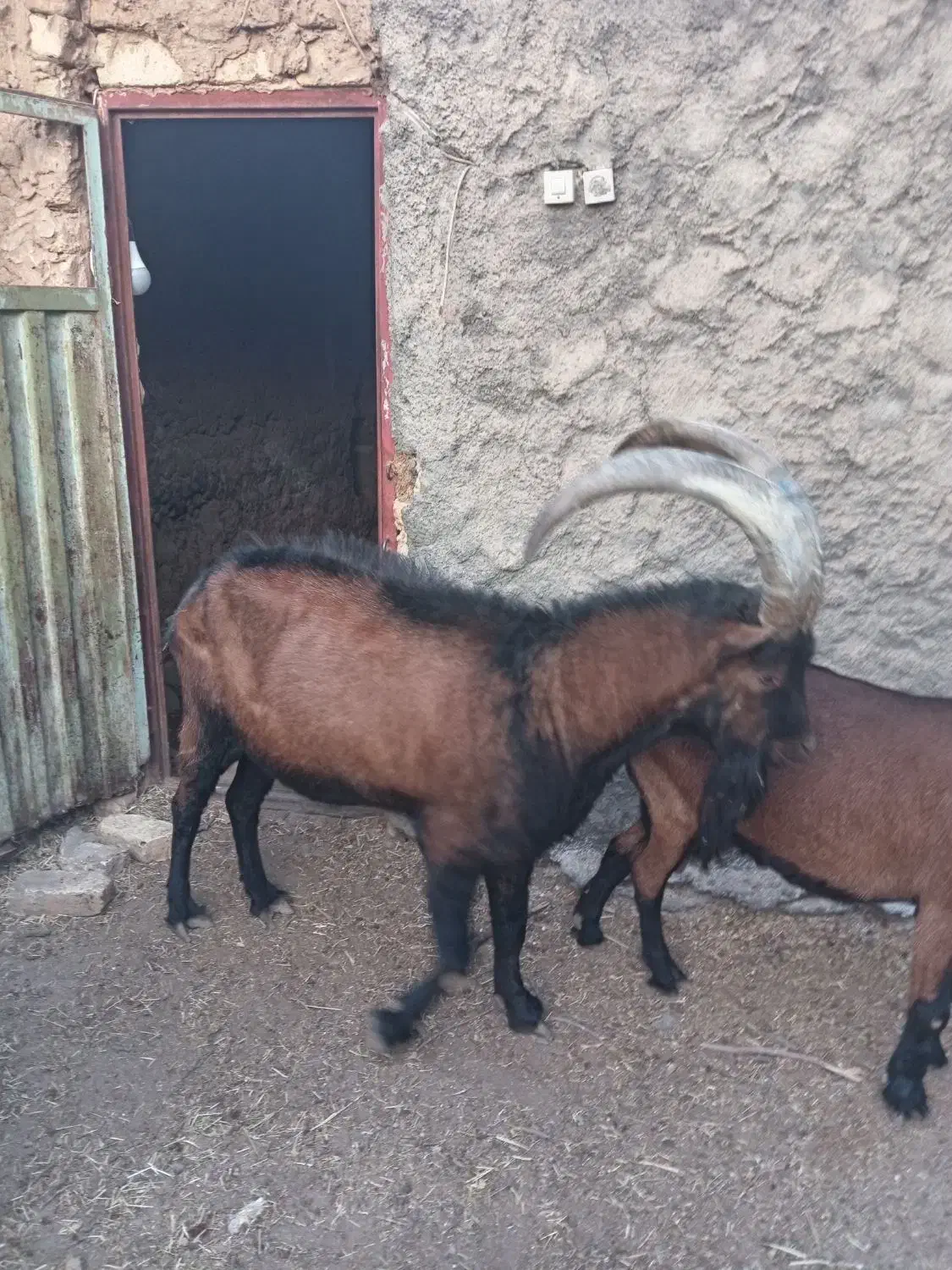 نر بز آلپاین|حیوانات مزرعه|باغ بهادران, |دیوار